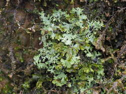 Image of wreath lichen