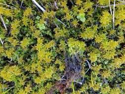 Image de <i>Sphagnum miyabeanum</i>