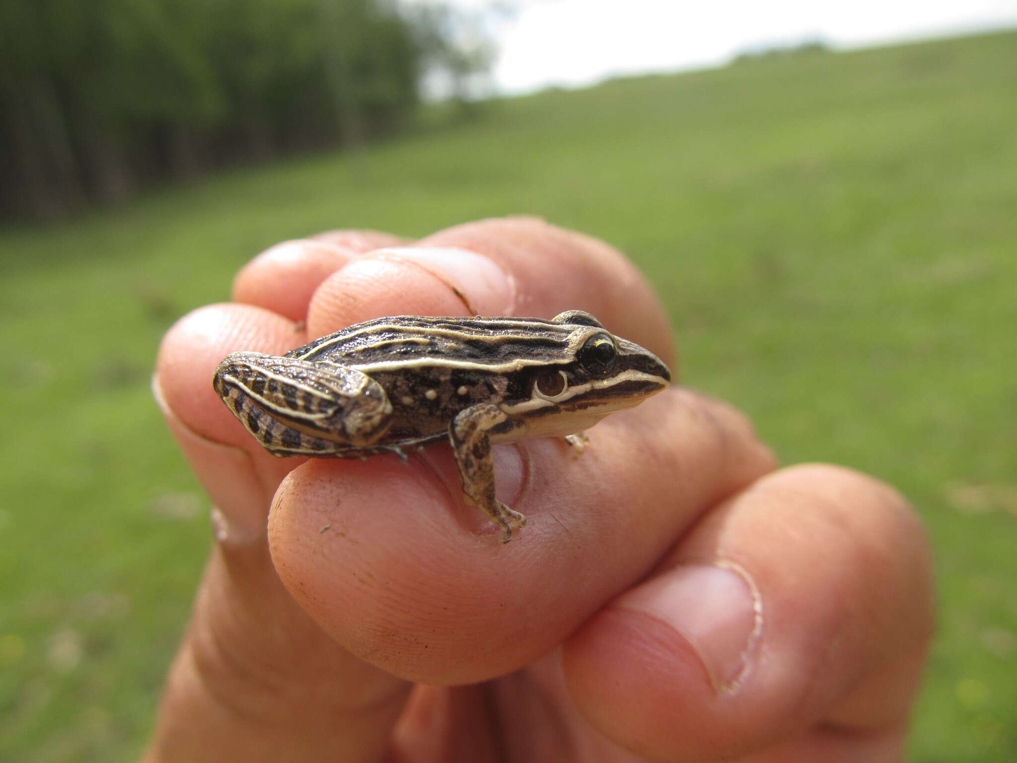 Слика од Leptodactylus gracilis (Duméril & Bibron 1840)