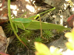 Image of Curve-tailed Bush Katydid