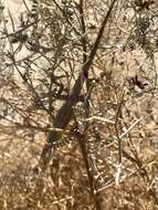 Image of Brush Lizard