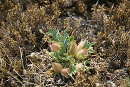 Image of Oxytropis caespitosa (Pall.) Pers.