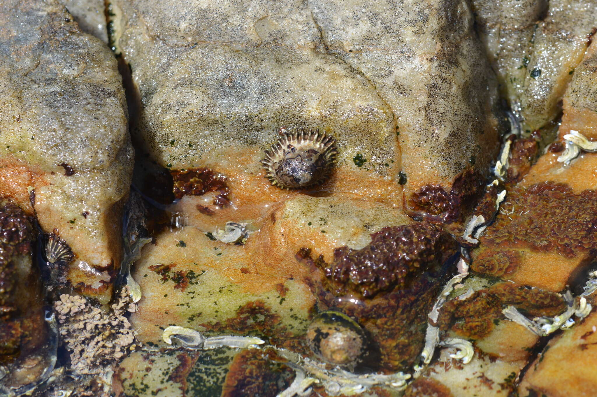 Image of Siphonaria concinna G. B. Sowerby I 1823