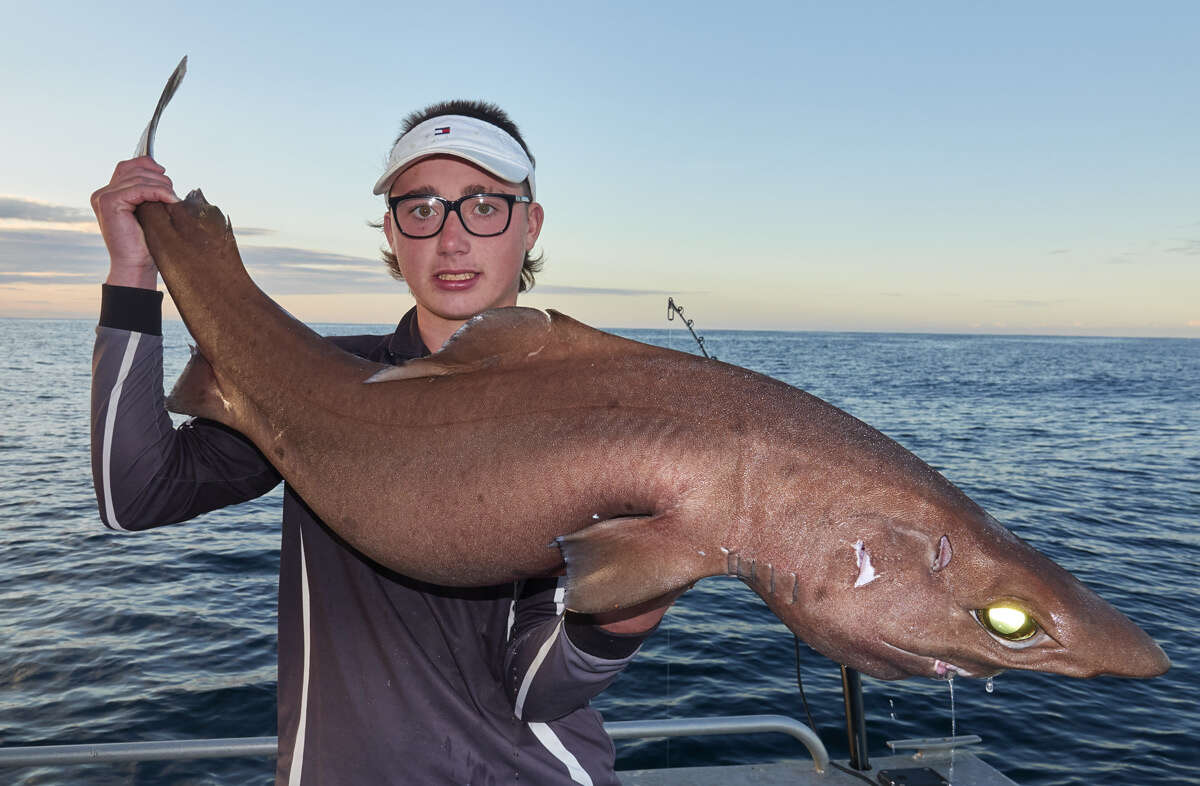 Image of Deepwater Spiny Dogfish