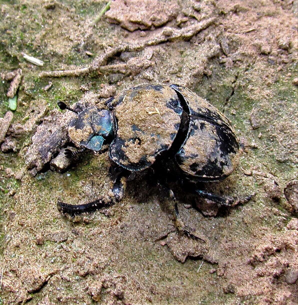 Image of Bolbites onitoides Harold 1868