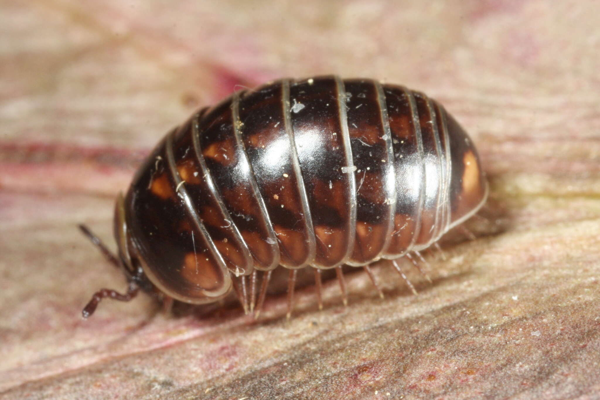 Image of Glomeris hexasticha Brandt 1833