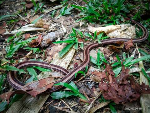 Image of Calliophis nigrotaeniatus (Peters 1863)