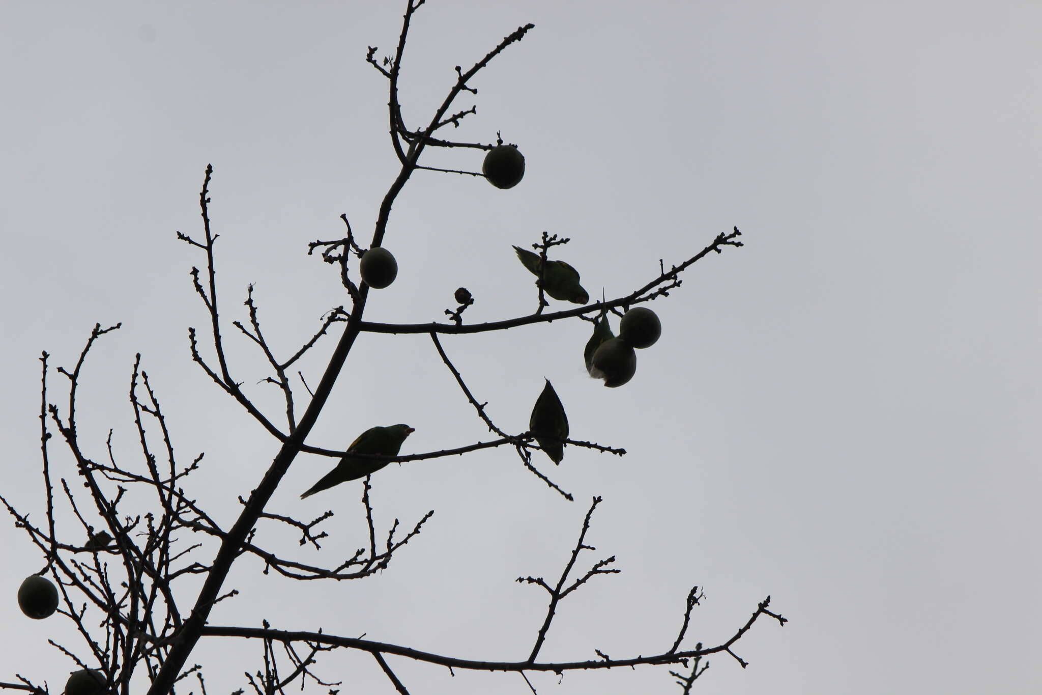 Image of Yellow-chevroned Parakeet