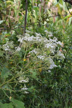 Verbesina turbacensis Kunth的圖片