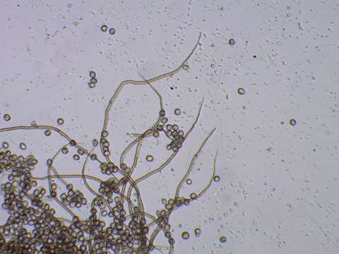 صورة Trichia botrytis