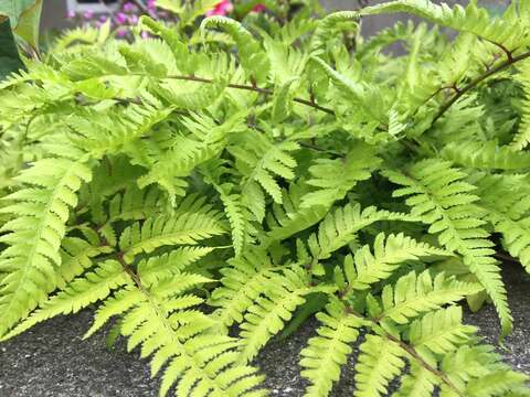 Image of Athyrium niponicum (Mett) Hance