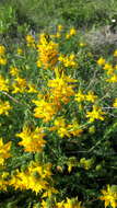 Image of Genista tournefortii Spach