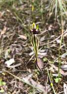 Image of Mallee spider orchid