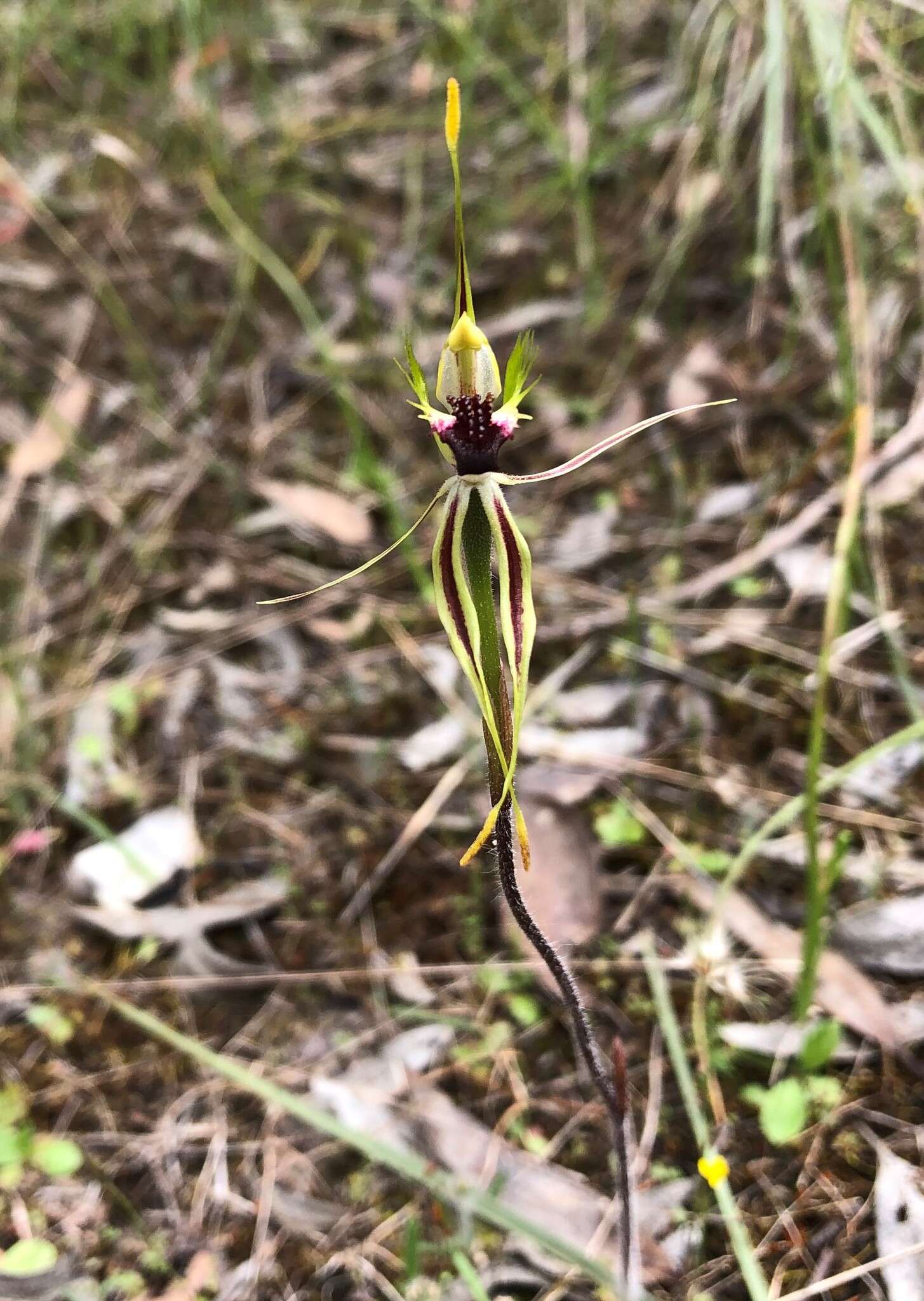 Caladenia verrucosa G. W. Carr resmi