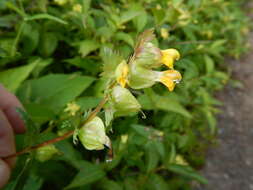 Image of Yellow rattle