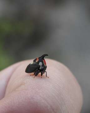 Image of Enchophyllum quinquemaculata Fairmaire