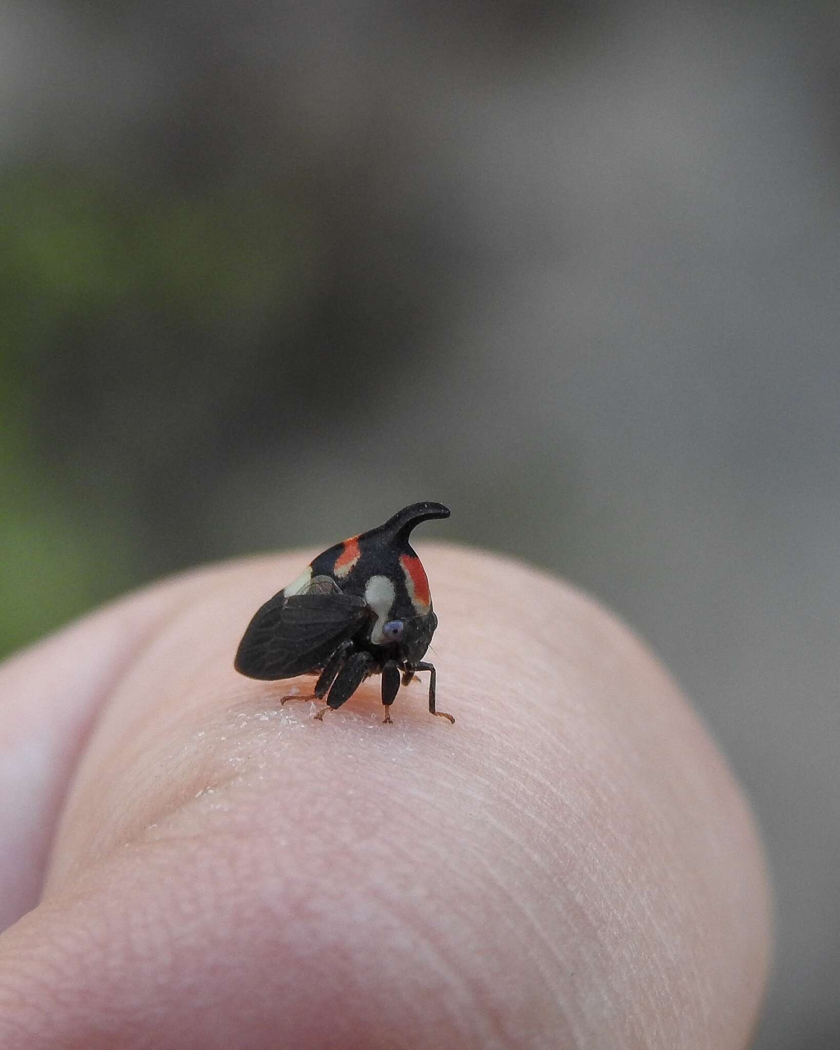 Imagem de Enchophyllum quinquemaculata Fairmaire