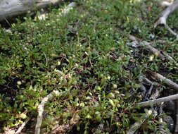 Imagem de Hornungia procumbens (L.) Hayek