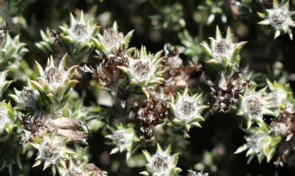 Image de Helichrysum zwartbergense Bolus