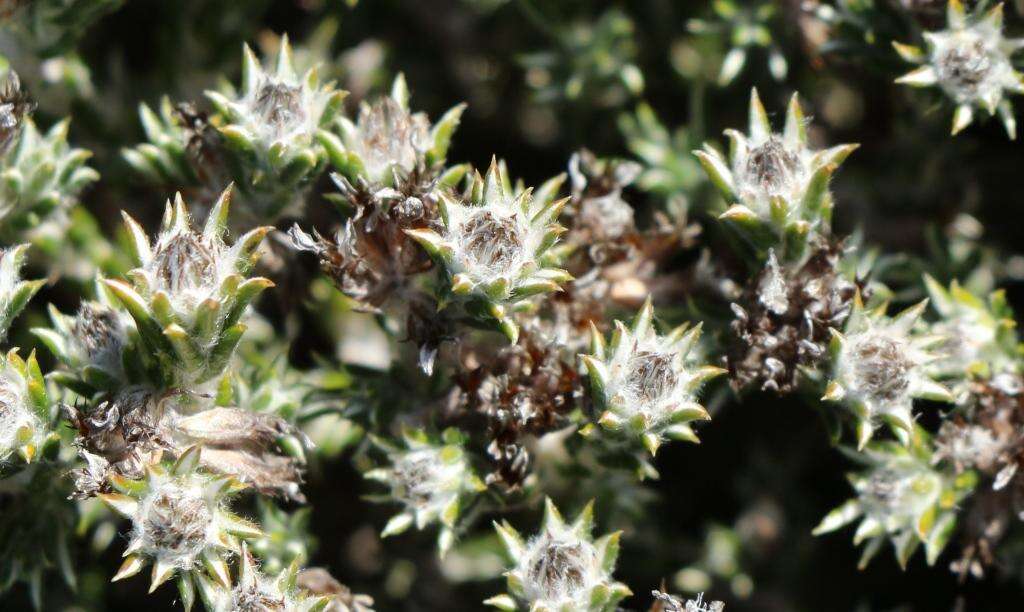 Image of Helichrysum zwartbergense Bolus