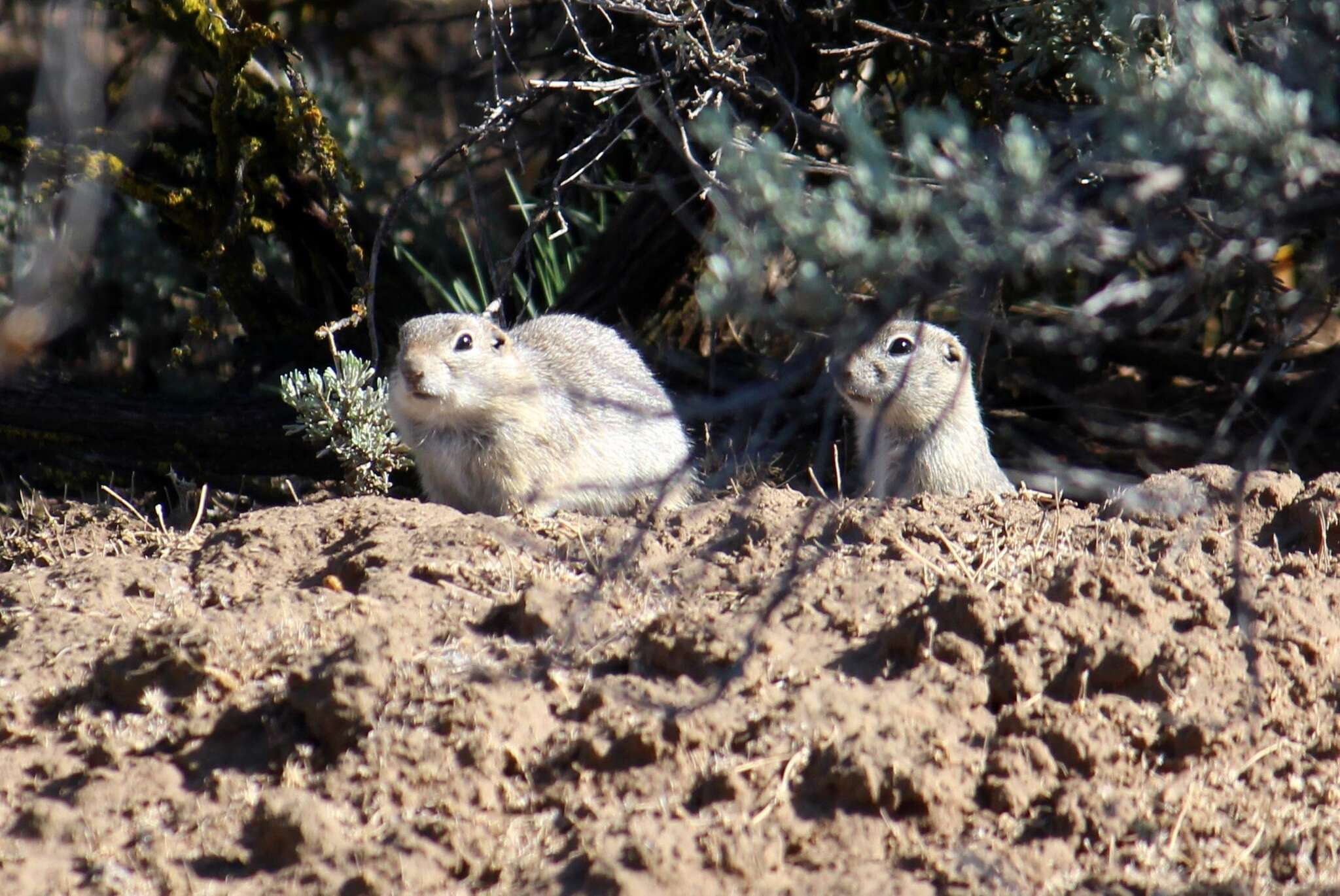 Image of Great Basin Ground Squirrel