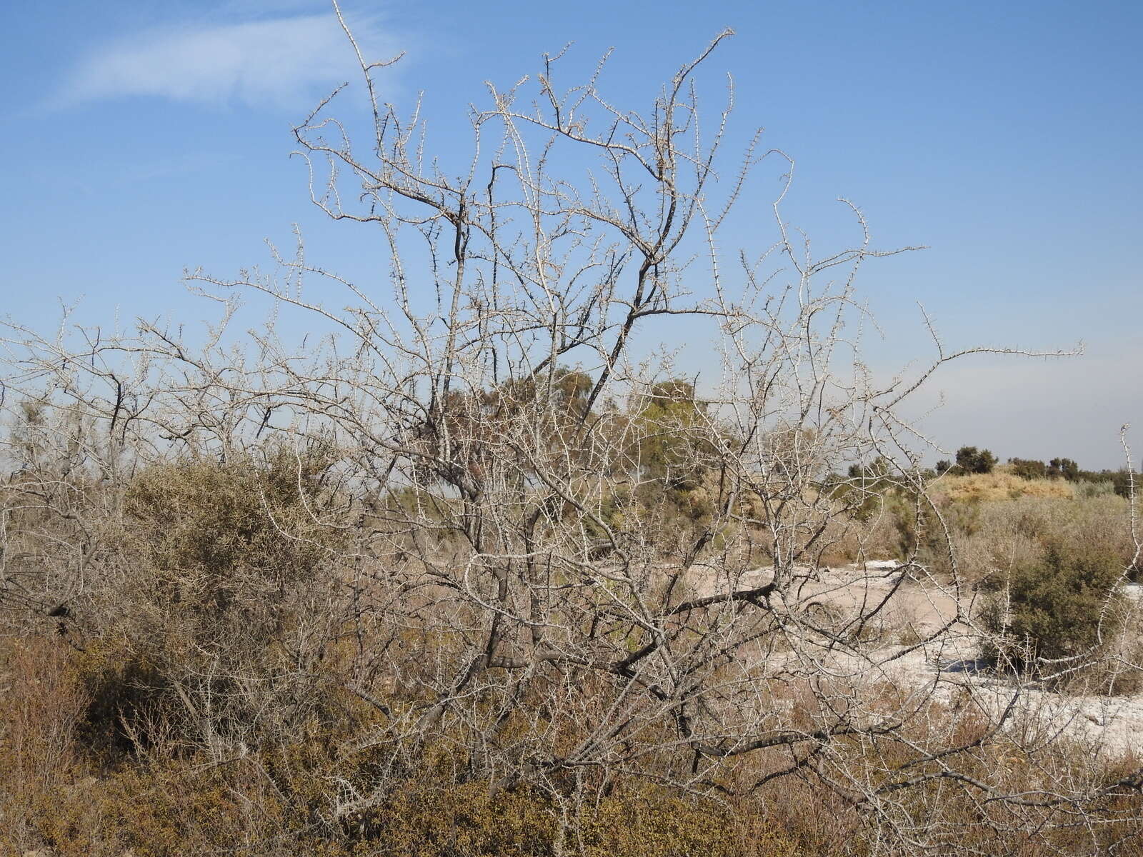 Image of Plectrocarpa tetracantha Gill.