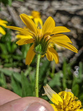 Image of Arnica lanceolata subsp. prima (Maguire) Strother & S. J. Wolf