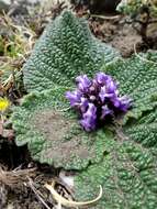 صورة Phlomoides rotata (Benth. ex Hook. fil.) Mathiesen