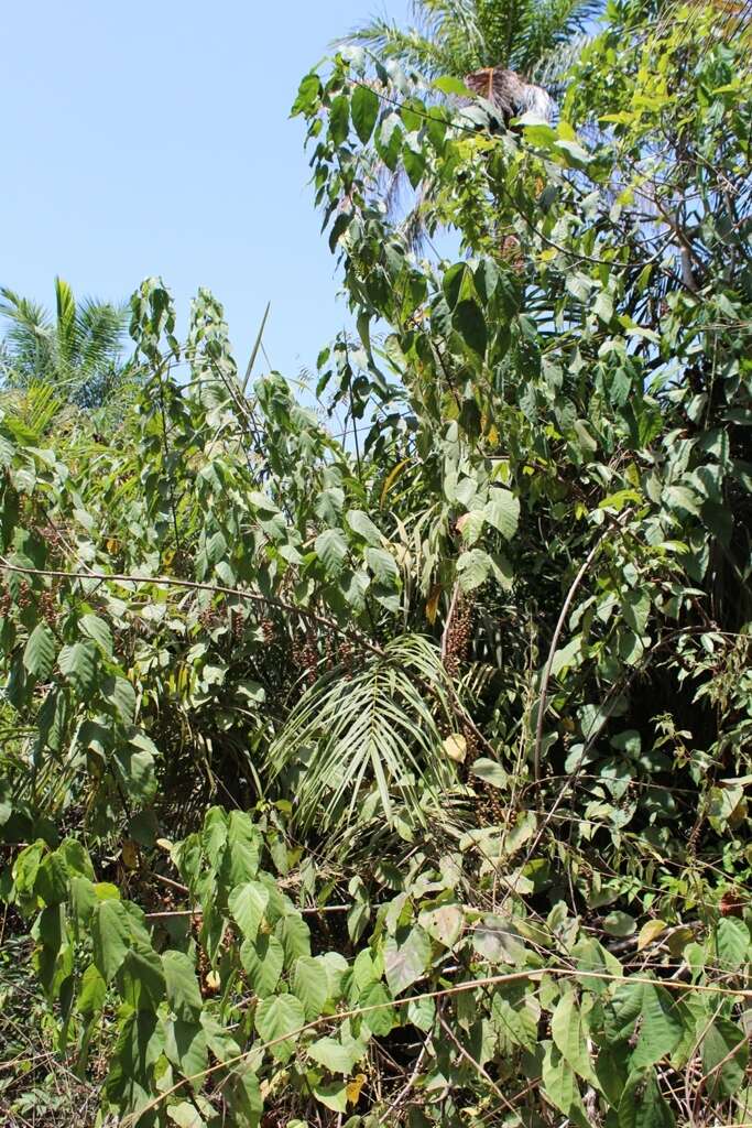 Слика од Alchornea cordifolia (Schumach. & Thonn.) Müll. Arg.