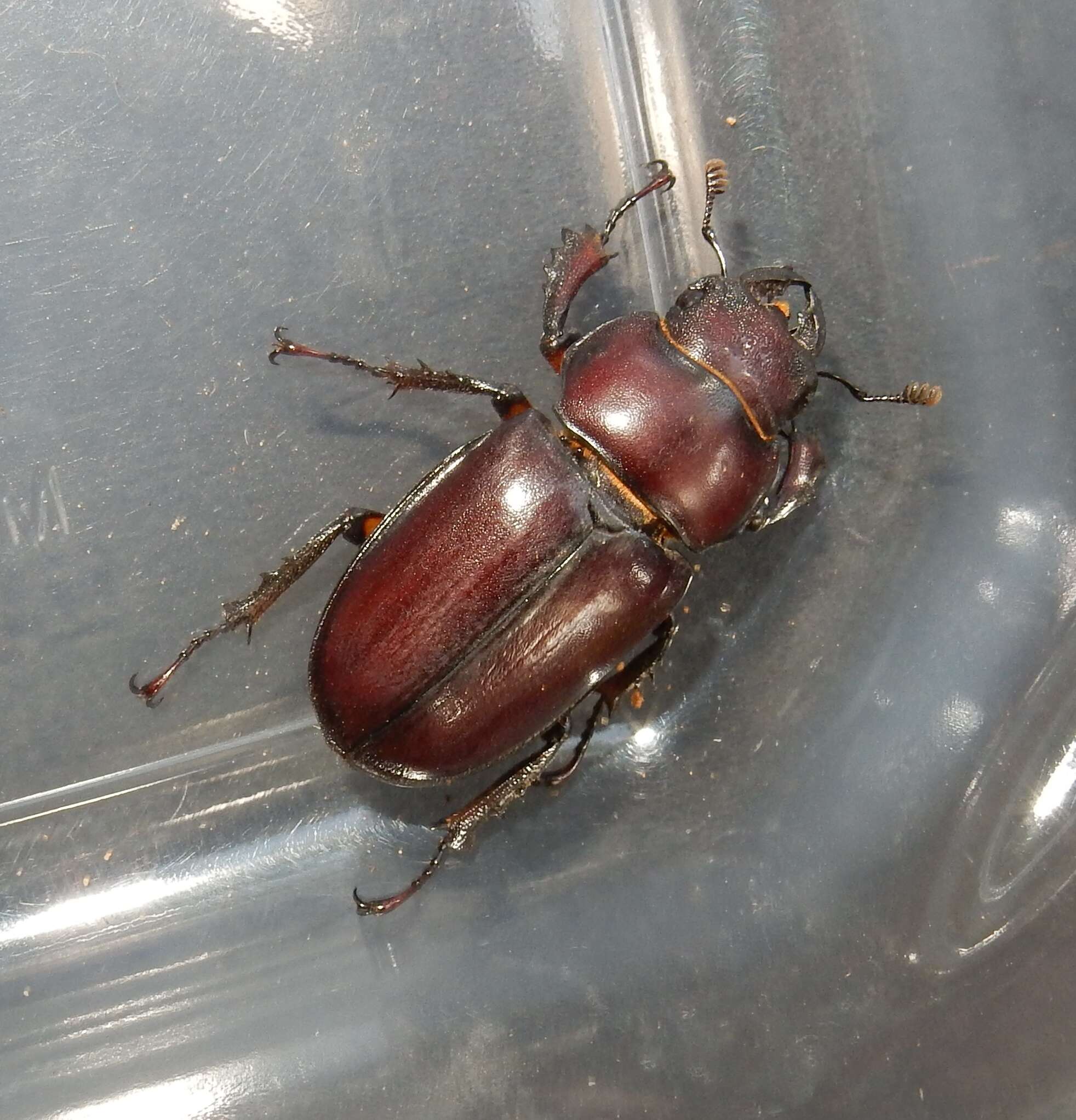 Lucanus (Pseudolucanus) capreolus (Linnaeus 1763)的圖片