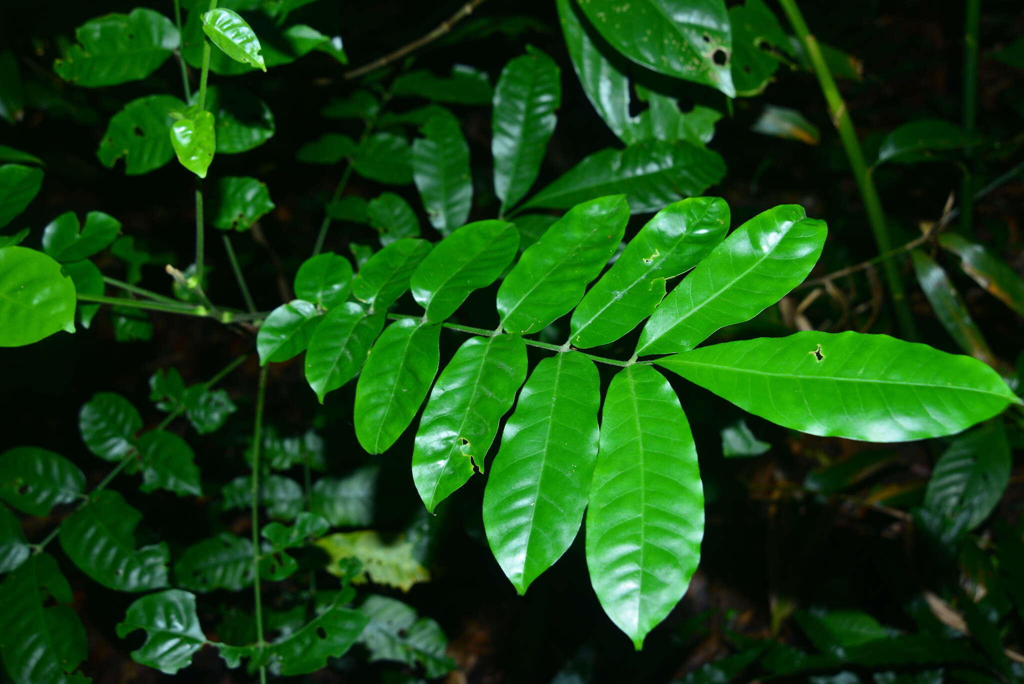 Слика од Dysoxylum parasiticum (Osbeck) Kosterm.