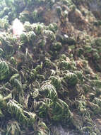 Image of dendroalsia moss