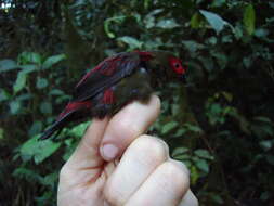 Image of Crimsonwing