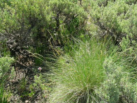 Image of rough fescue