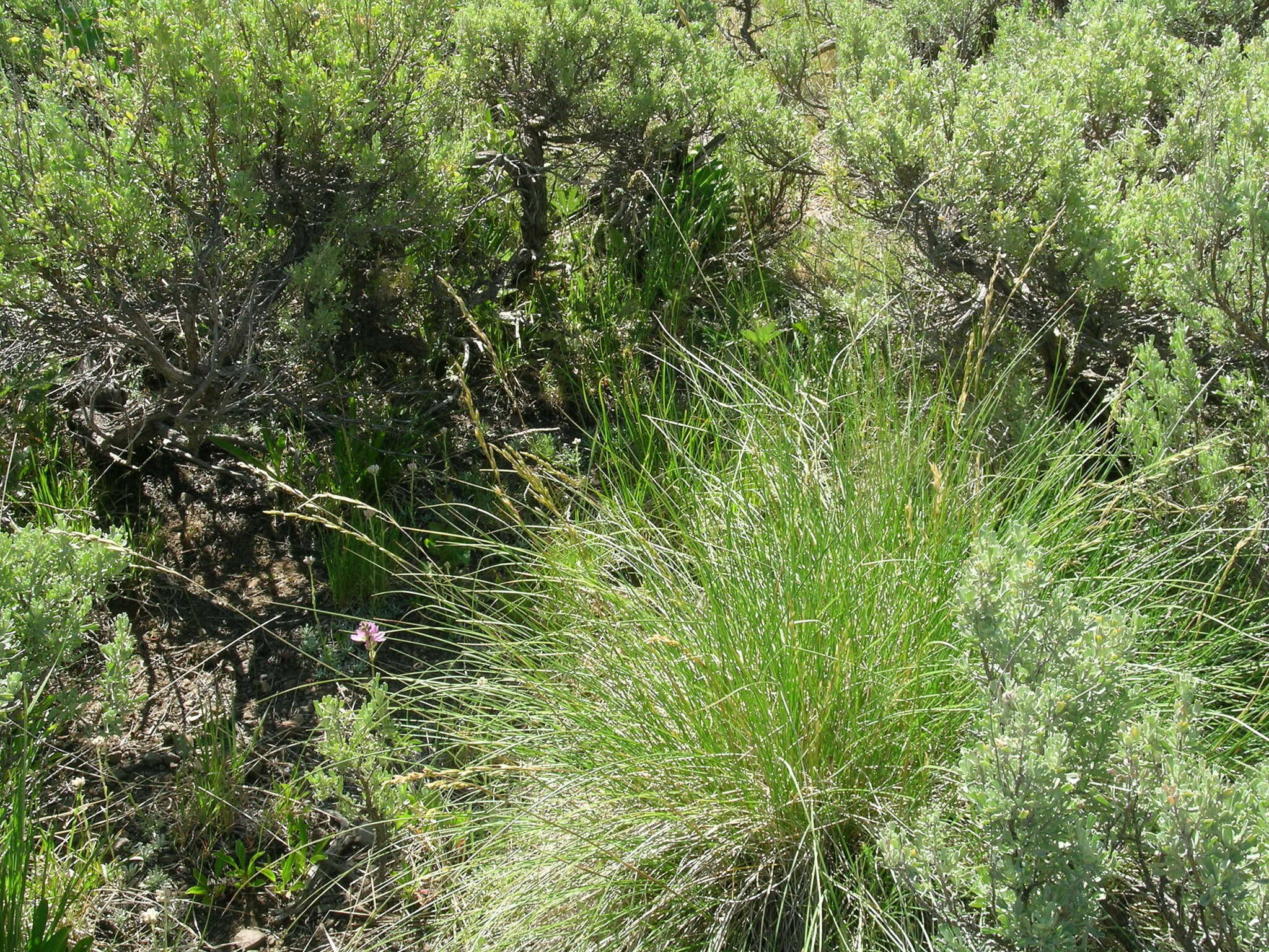 Plancia ëd Festuca campestris Rydb.