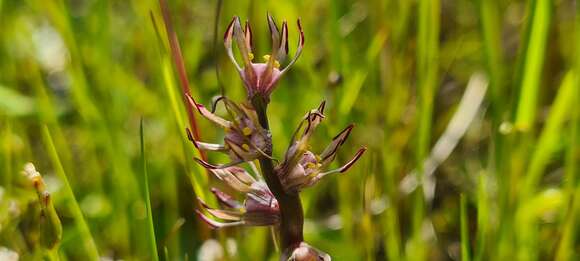 Imagem de Wurmbea monopetala (L. fil.) B. Nord.