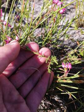 Image of Erica glutinosa Berg.