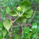 Image of Coffea mcphersonii A. P. Davis & Rakotonas.