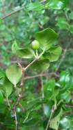 Image of Coffea mcphersonii A. P. Davis & Rakotonas.