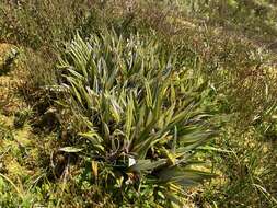 Image of Astelia alpina var. novae-hollandiae Skottsb.