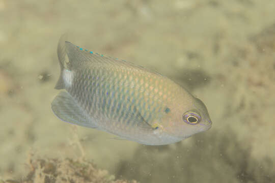 Image of White-spot damsel