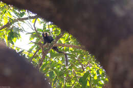 Image of Buffy Tufted-ear Marmoset