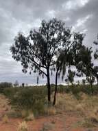 Image of Desert oak