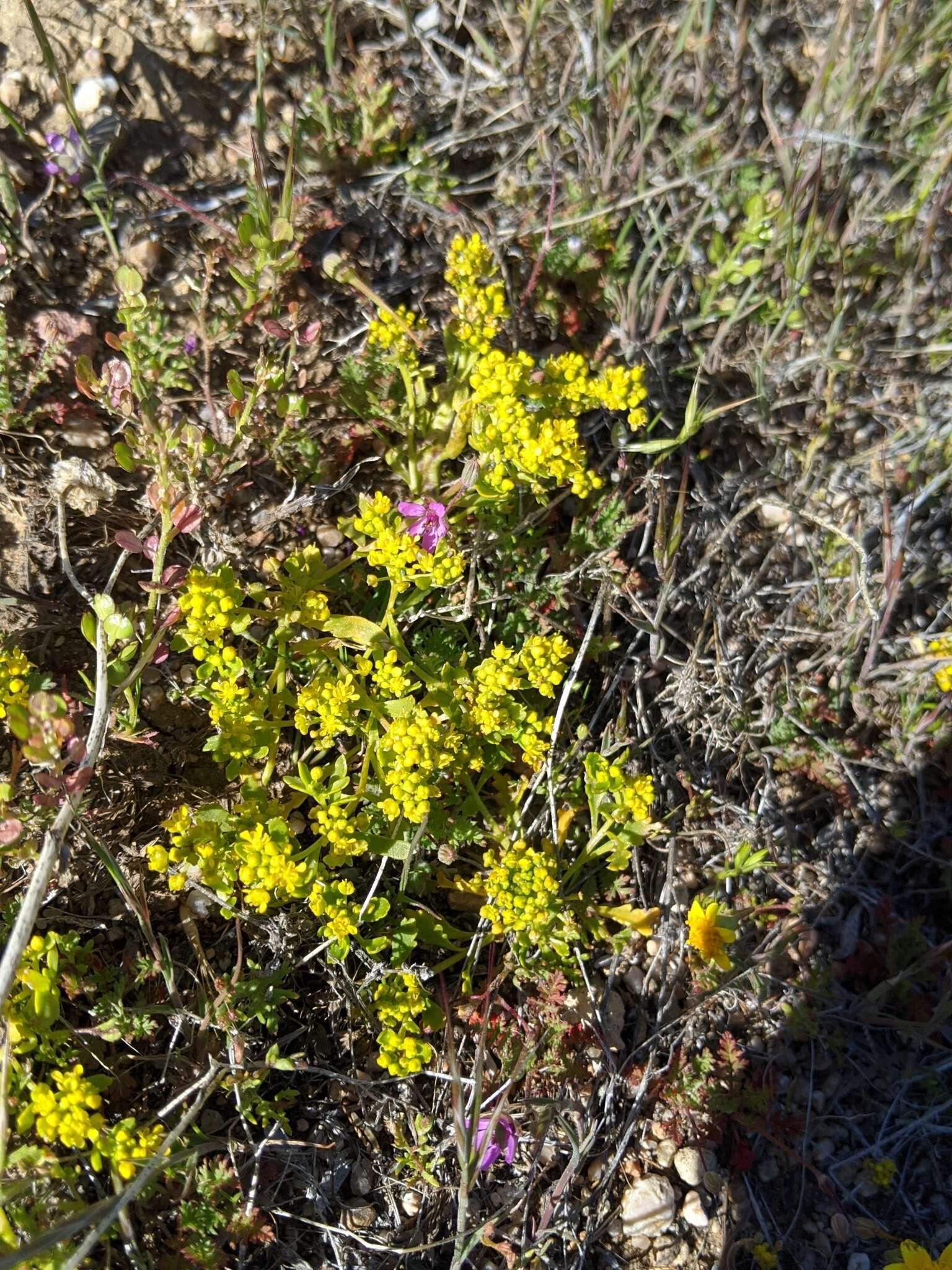 Sivun Lepidium flavum Torr. kuva