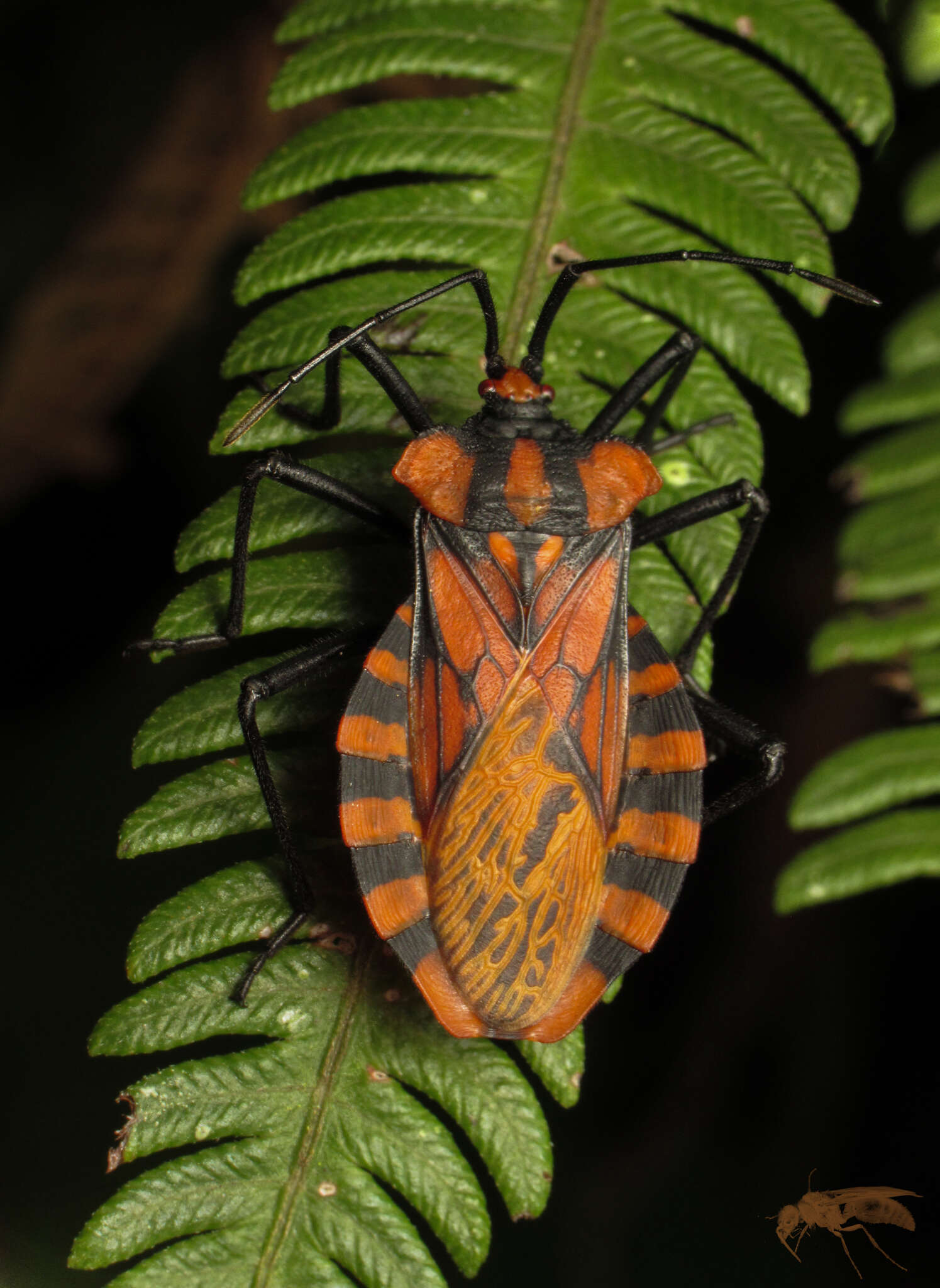 Image of Spartocera pantomima (Distant 1881)