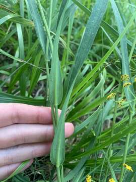 Bupleurum polyphyllum Ledeb. resmi