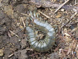 Image of Scolopendra oraniensis Lucas 1846