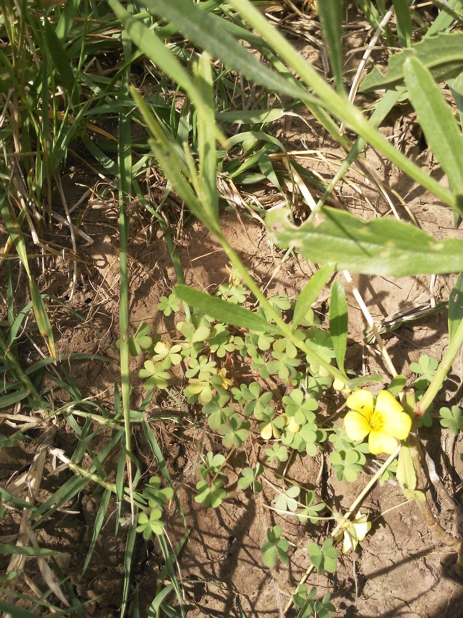 Sivun Oxalis conorrhiza (Feullée) Jacquin kuva