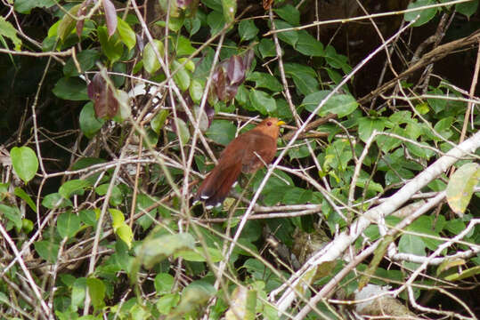 Image of Little Cuckoo