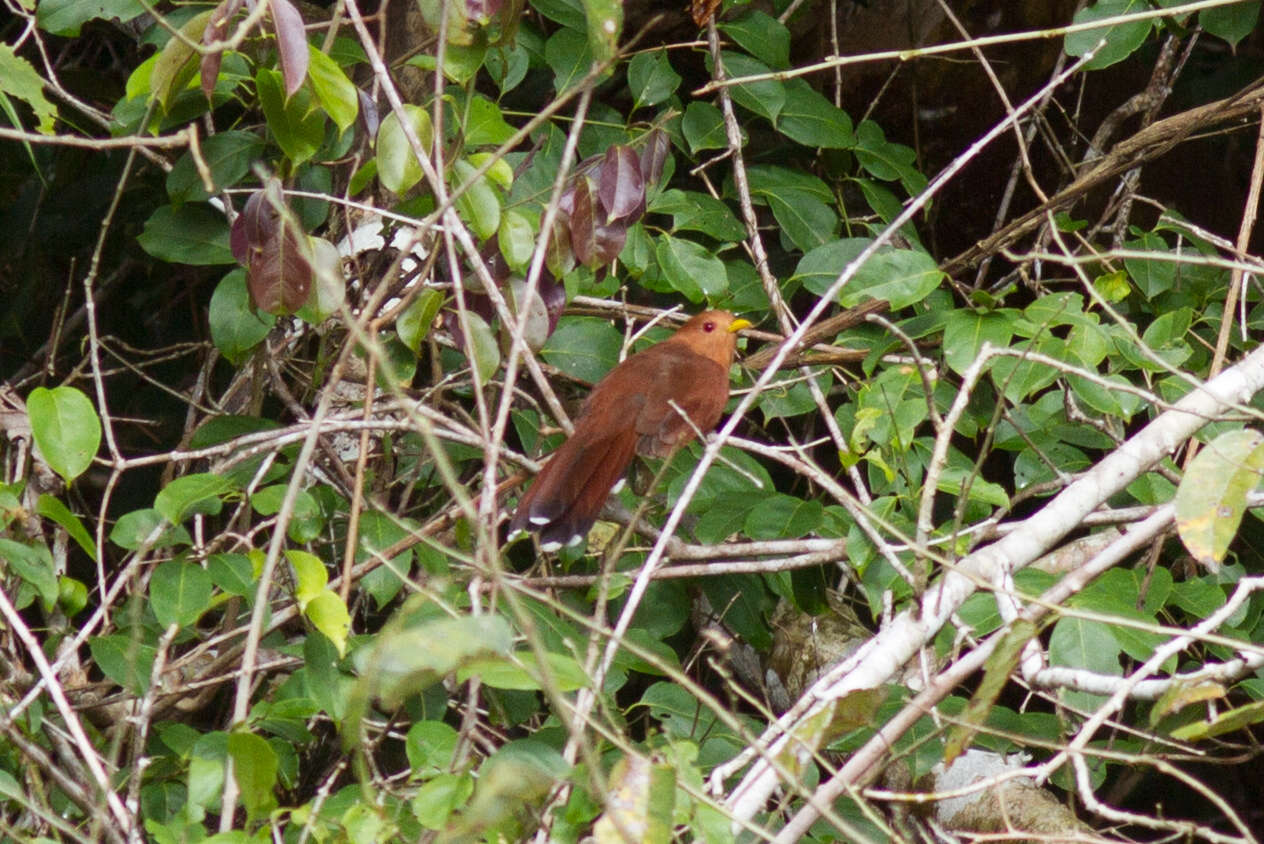 Image of Little Cuckoo